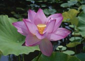 Qigong Private Clinic