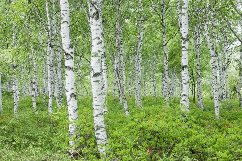 Birch Trees