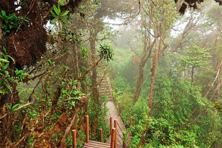 Jungle Trek on Cameron Highlands